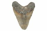 5.36" Fossil Megalodon Tooth - North Carolina - #201774-2